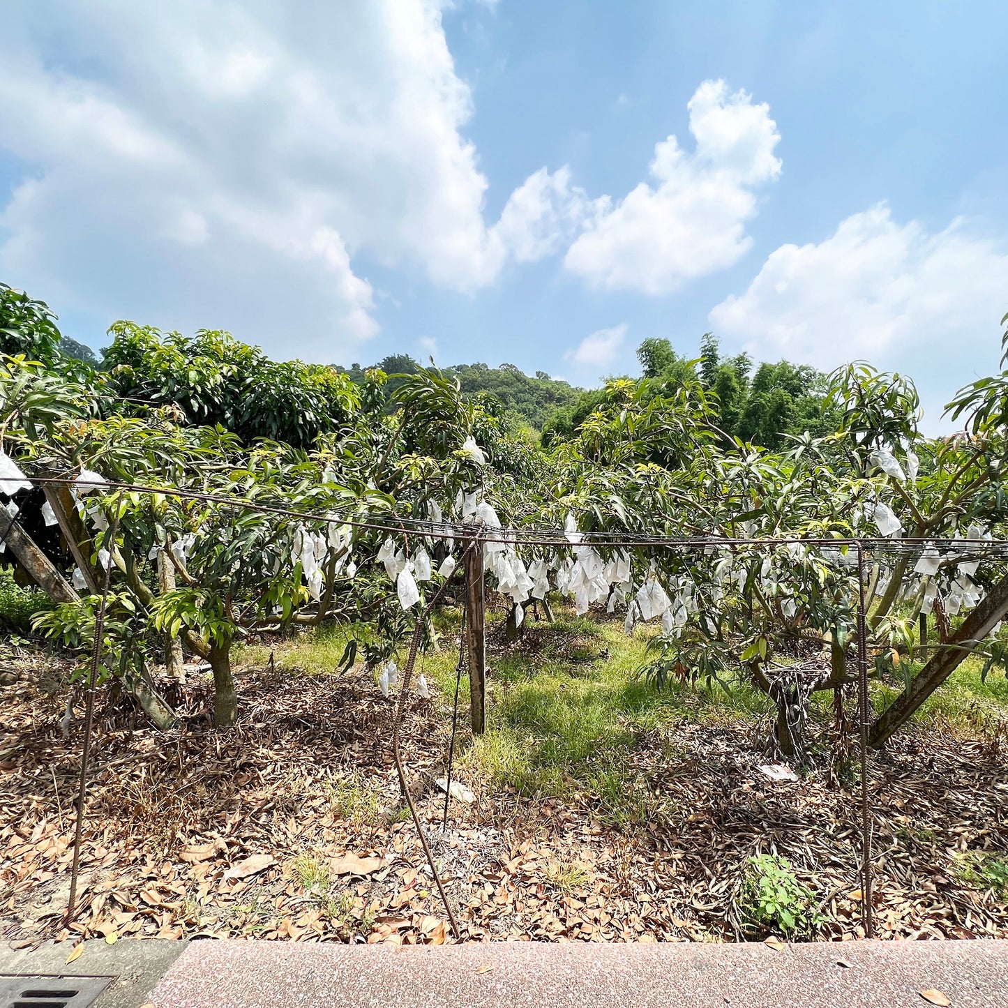 【2026年受付 6/30 〆切】台湾アップルマンゴー 産地直送 |ギフト|送料込み