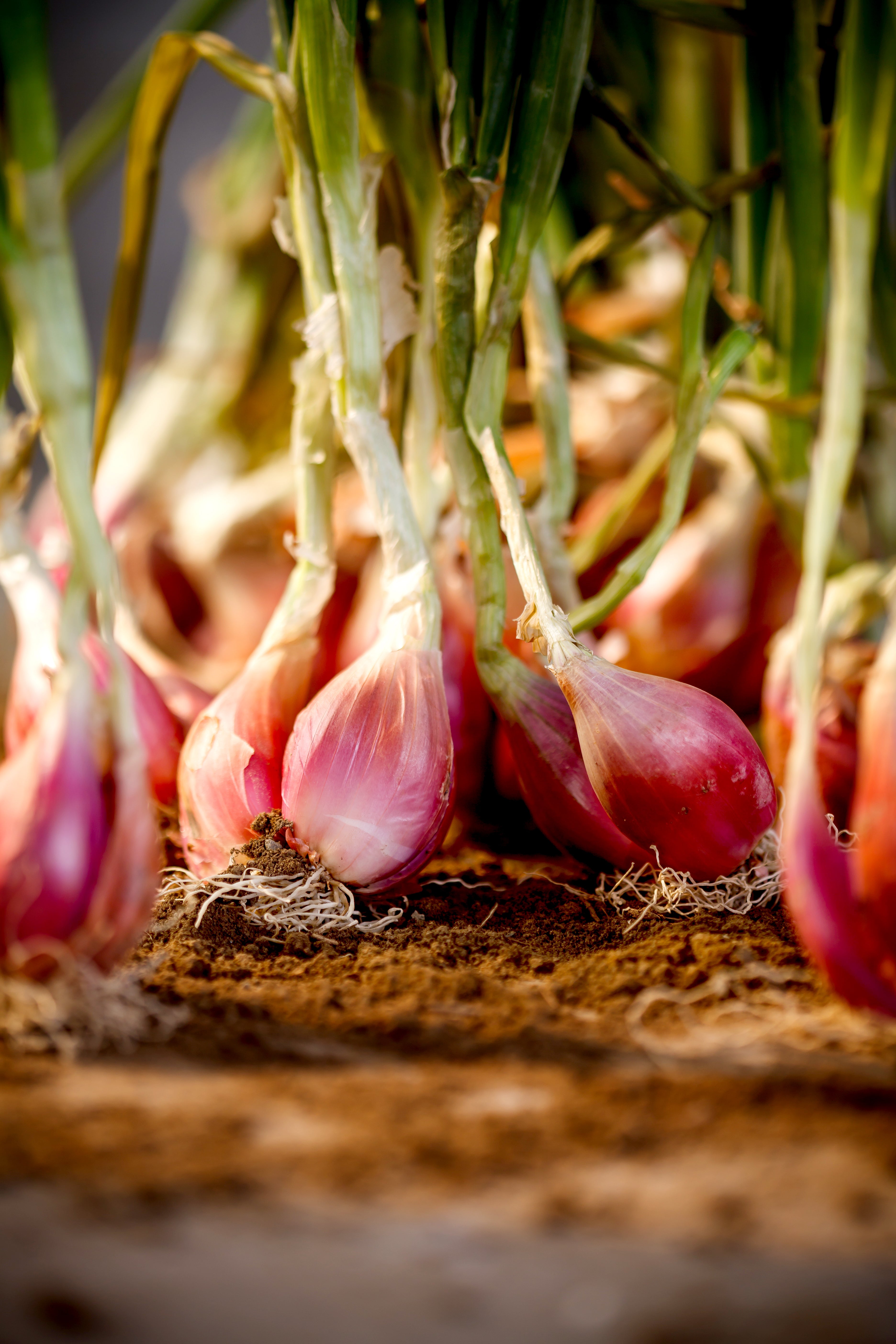 エシャロットコンフィ 310g 瓶詰｜ガチョウ油｜鵝油 – Taiwan Naturel