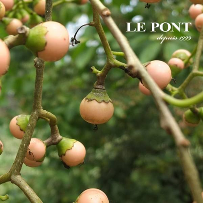 【LE PONT 樂朋】珍珠樹子ペースト 380g